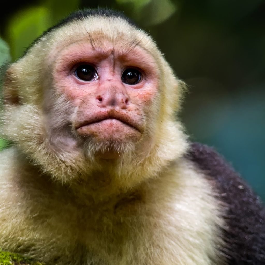 White-faced capuchin monkey in the rainforest of Manuel Antonio National Park, Costa Rica