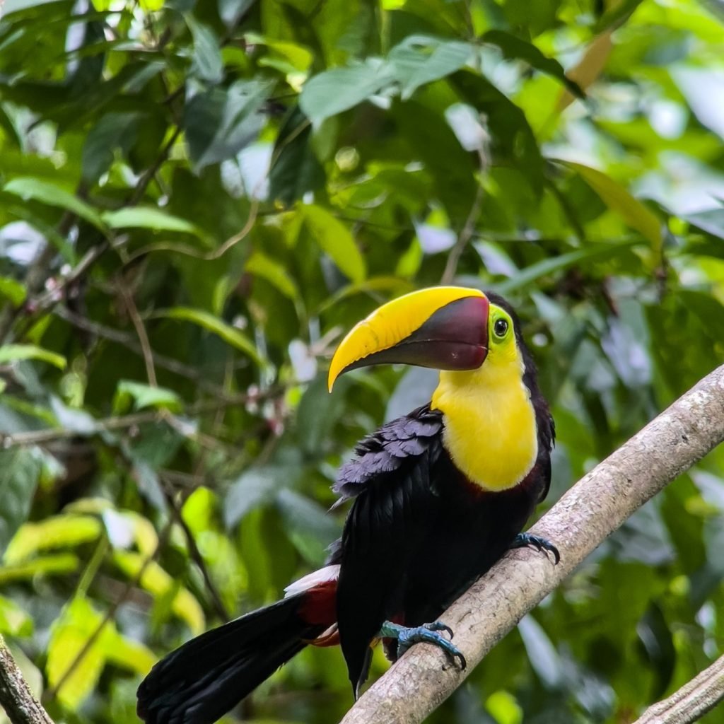 Yellow-throated toucan perched in the jungle of Manuel Antonio, Costa Rica