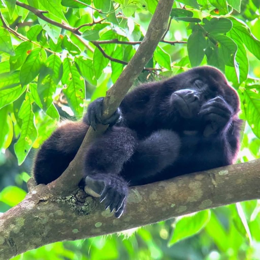 Mantled howler monkey resting on a branch with its eyes closed, surrounded by bright green leaves