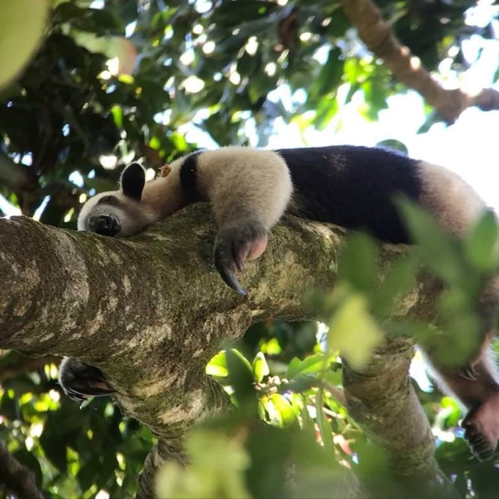 Northern tamandua anteater curled asleep on a thick branch, its long snout and black markings visible