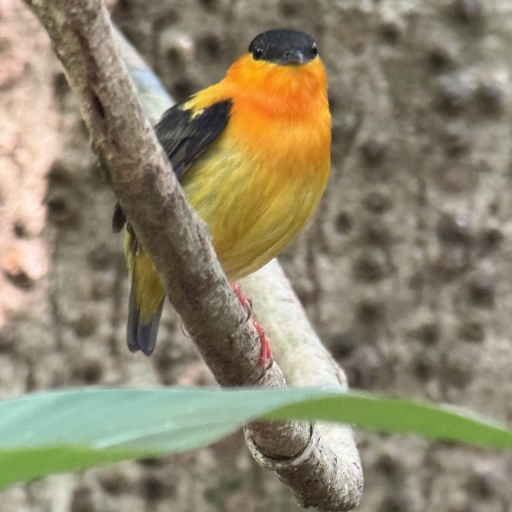 Small bird with a black cap and bright orange breast perched on a thin branch in Carara National Park
