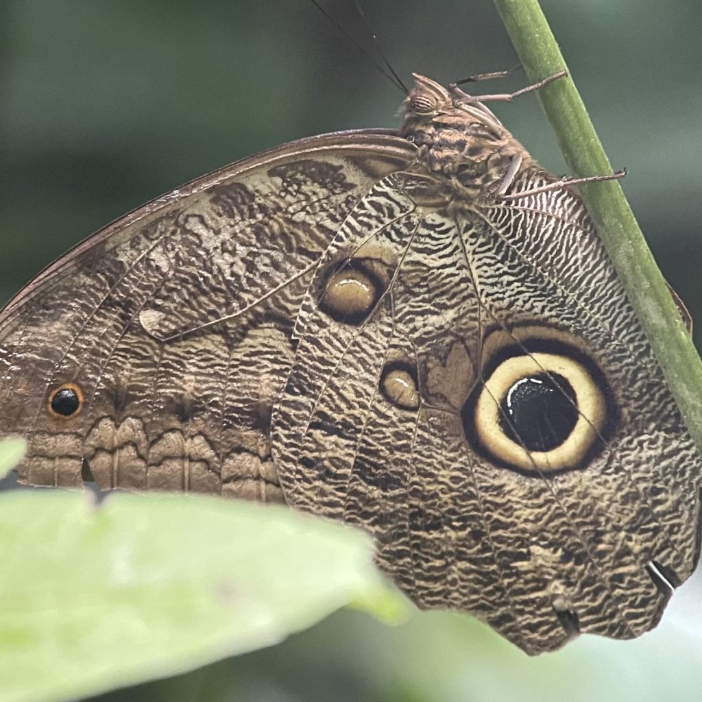 Owl butterfly resting under a stem, showing the large eyespot on its wing, Manuel Antonio National Park