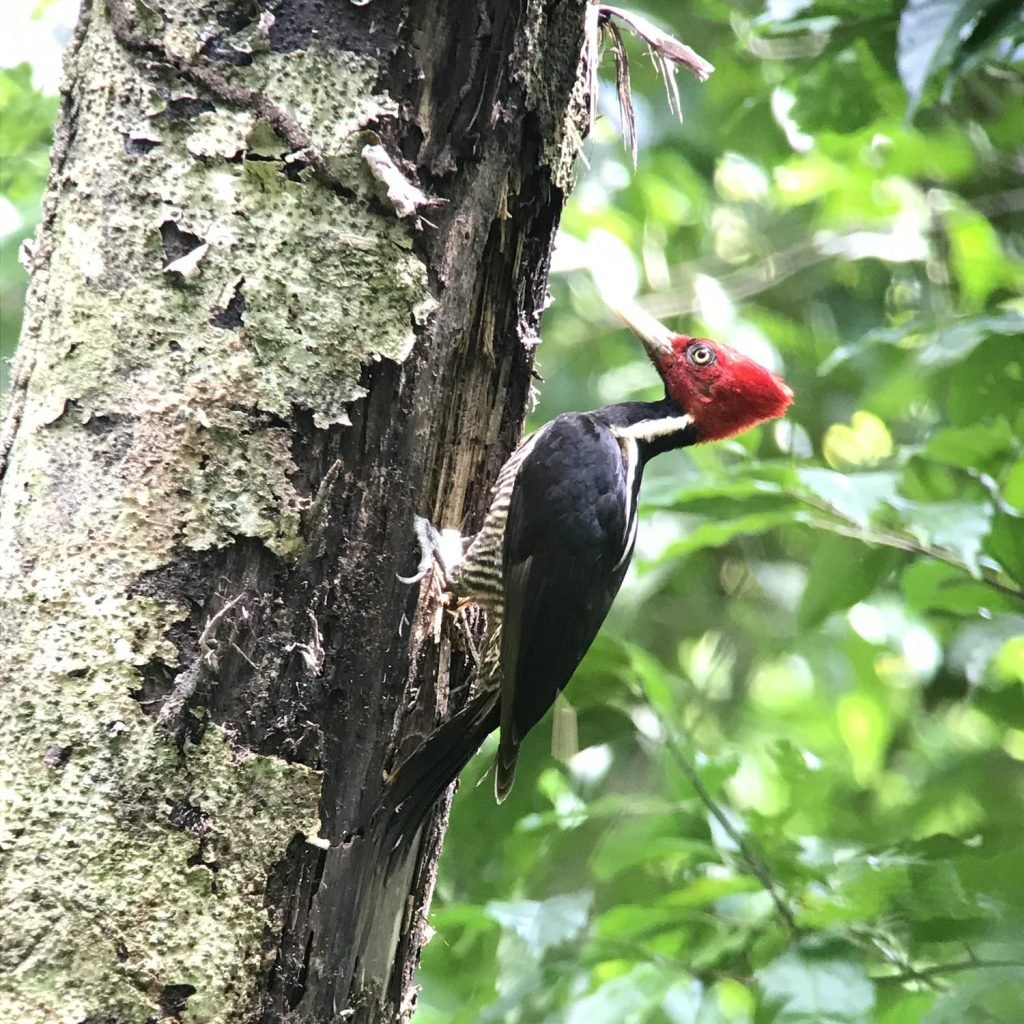 Large black woodpecker with a bright red head clinging to a lichen-covered trunk in Corcovado National Park