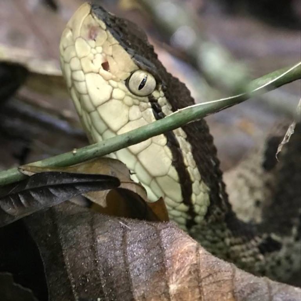 Pit viper on the forest floor, seen safely with a certified guide on the Manuel Antonio night tour