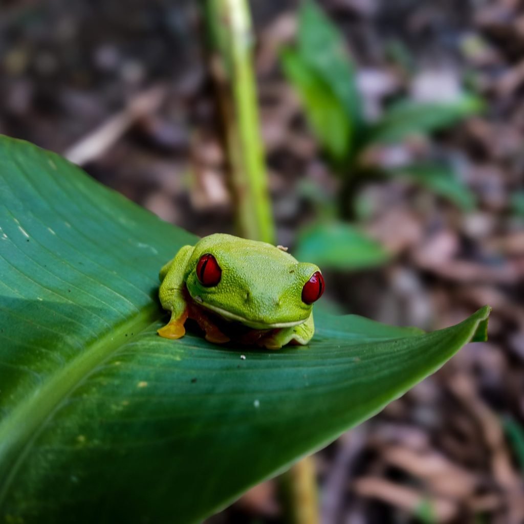 Red-eyed tree frog with orange feet resting on a green leaf in Manuel Antonio National Park, Costa Rica