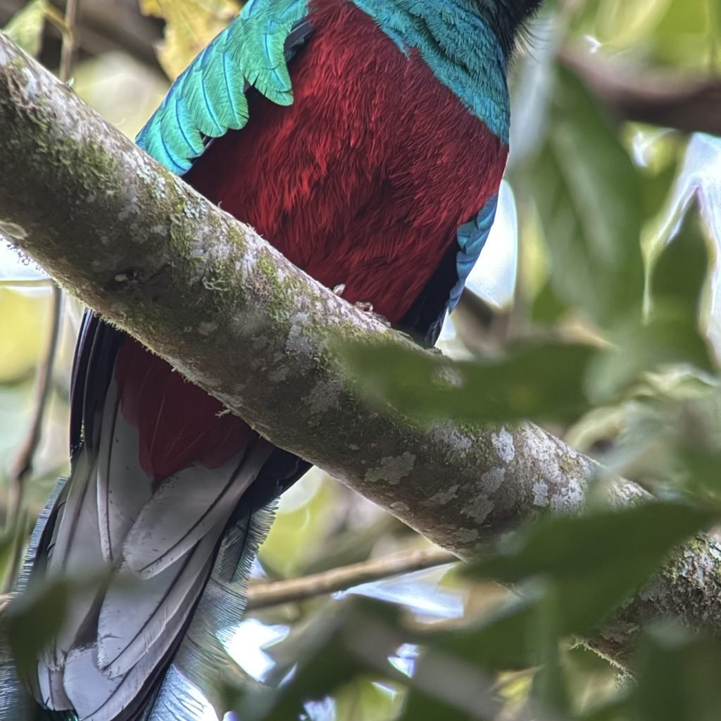 Male resplendent quetzal perched in the cloud forest of San Gerardo de Dota, Costa Rica