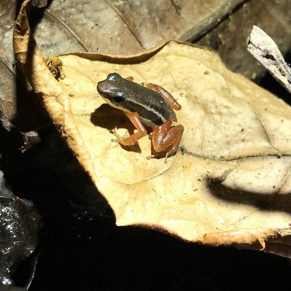 Rocket frog on a leaf during the Manuel Antonio wildlife night tour