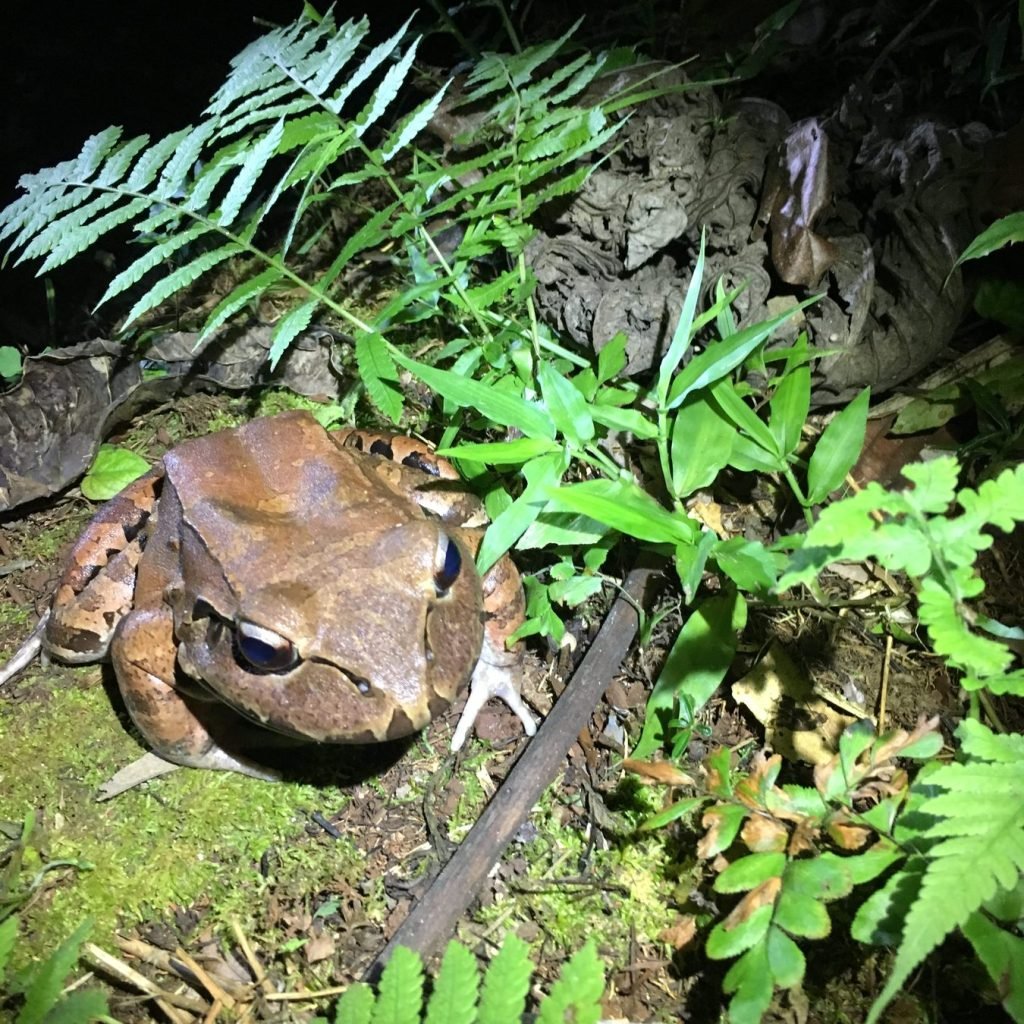 Smoky jungle frog spotted on the Manuel Antonio wildlife night tour