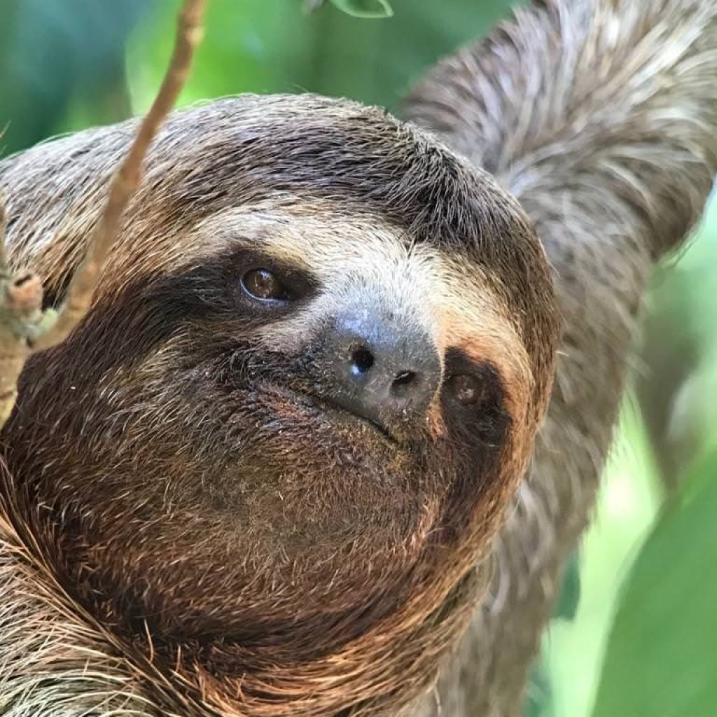 Close-up of a brown-throated three-toed sloth hanging in a tree and looking towards the camera