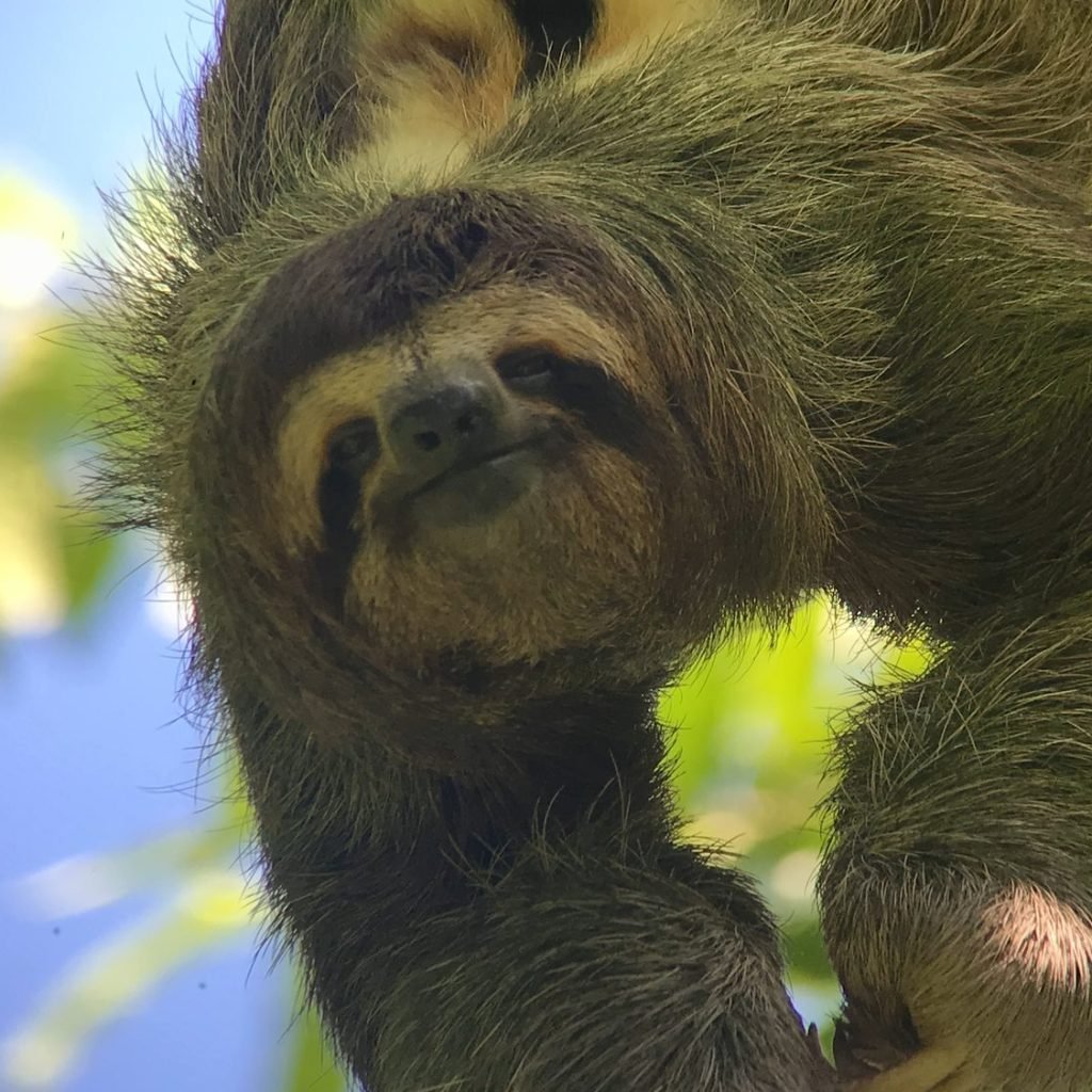 Three-toed sloth hanging from a branch against a blue sky in Manuel Antonio National Park