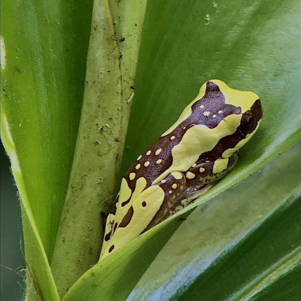 Tree frog resting on a green leaf during the Manuel Antonio wildlife night tour