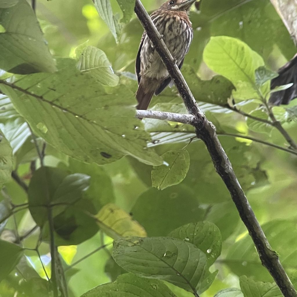 Streaked brown puffbird with a heavy bill perched on a vine in the Carara rainforest understory