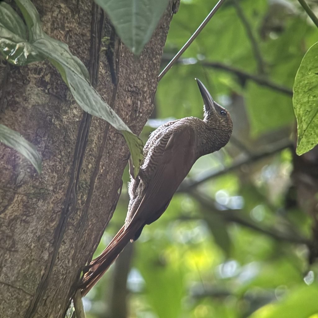 Woodcreeper seen through the Swarovski spotting scope on a Wakoo Tours birding tour